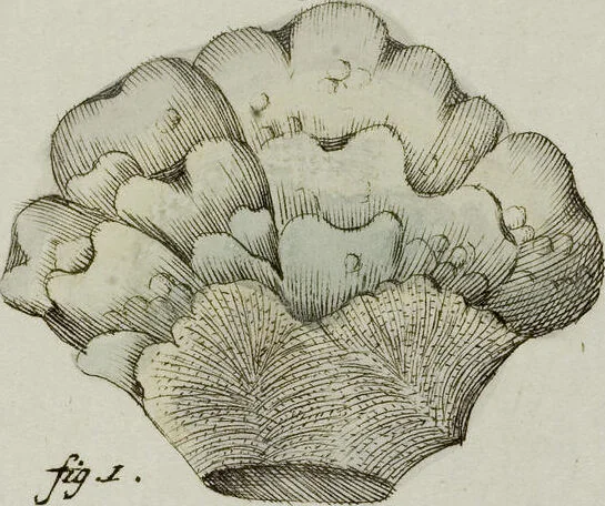 An illustration from (Band 1): mit acht und sechzig Kupfertafeln, 1791, leaf 311