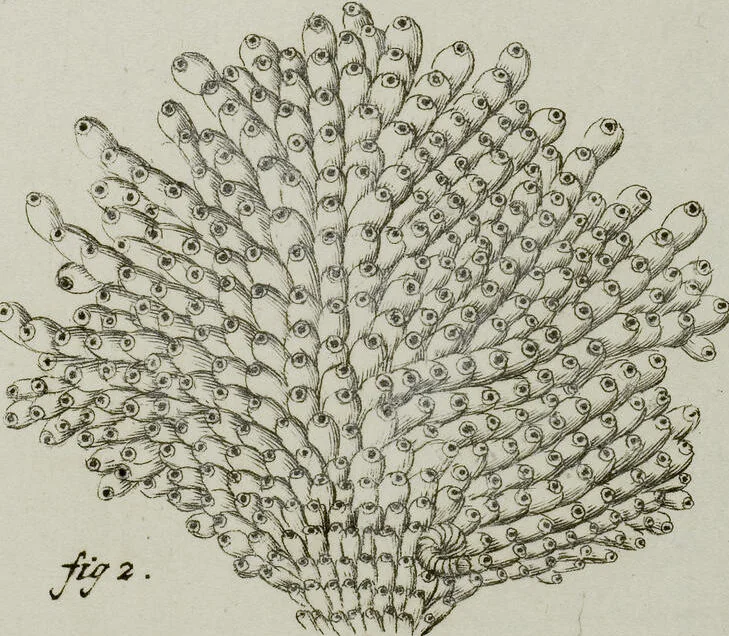 An illustration from (Band 1): mit acht und sechzig Kupfertafeln, 1791, leaf 311