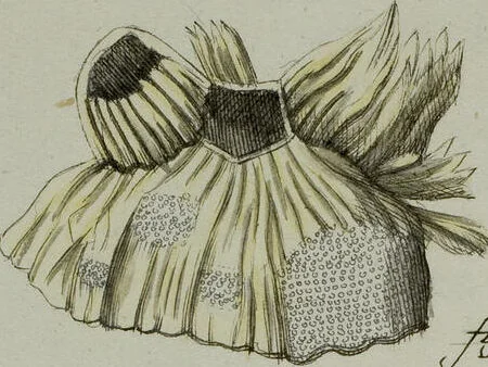 An illustration from (Band 1): mit acht und sechzig Kupfertafeln, 1791, leaf 314