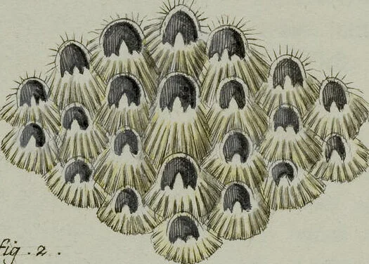 An illustration from (Band 1): mit acht und sechzig Kupfertafeln, 1791, leaf 314