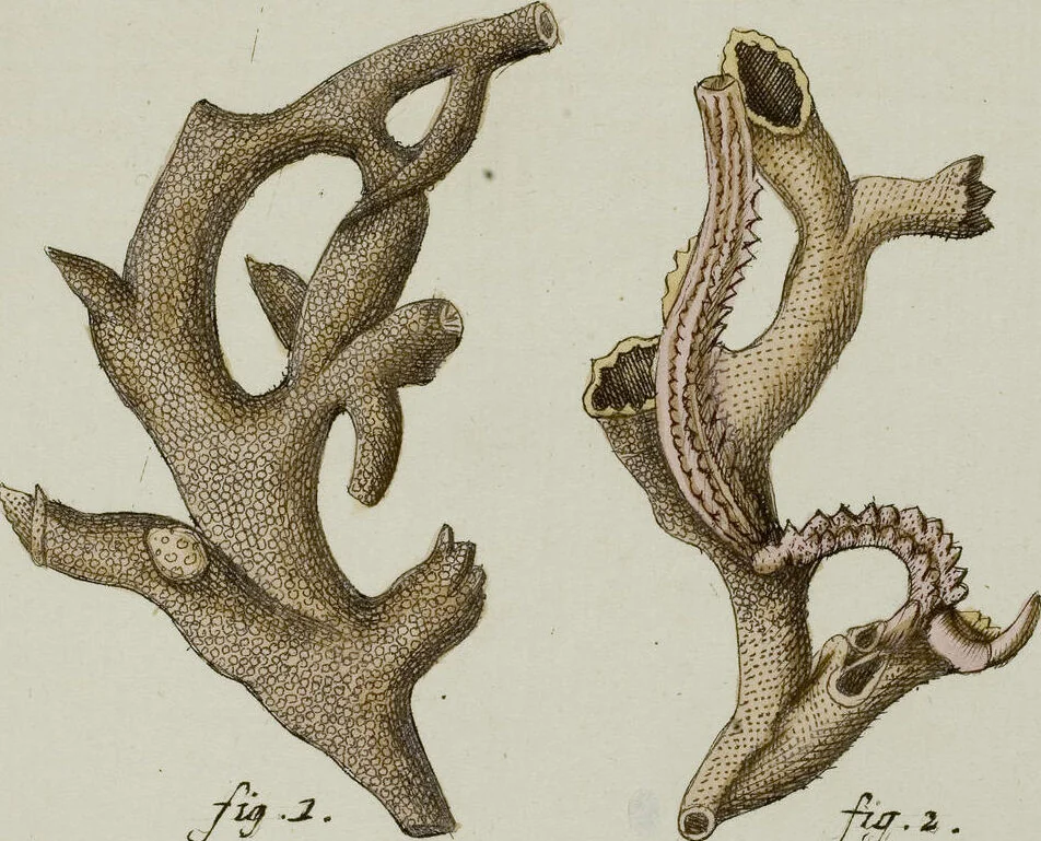 An illustration from (Band 1): mit acht und sechzig Kupfertafeln, 1791, leaf 319
