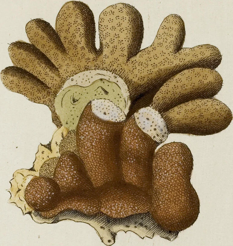 An illustration from (Band 1): mit acht und sechzig Kupfertafeln, 1791, leaf 328
