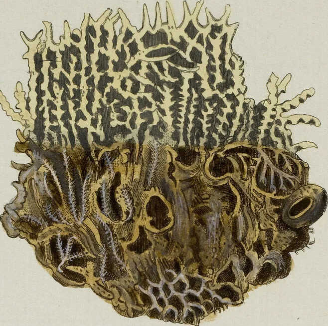 An illustration from (Band 1): mit acht und sechzig Kupfertafeln, 1791, leaf 329