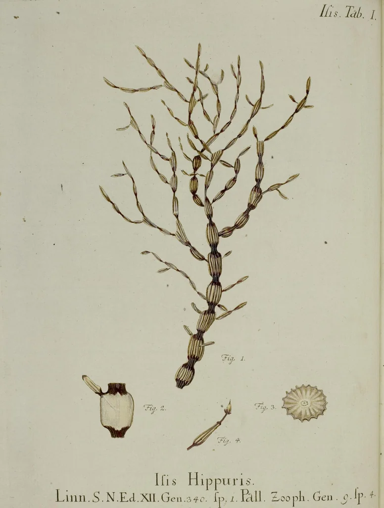 An illustration from (Band 1): mit acht und sechzig Kupfertafeln, 1791, leaf 45