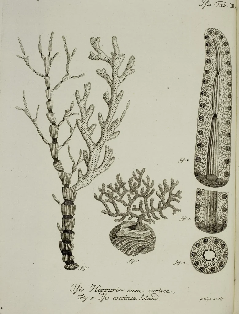 An illustration from (Band 1): mit acht und sechzig Kupfertafeln, 1791, leaf 47