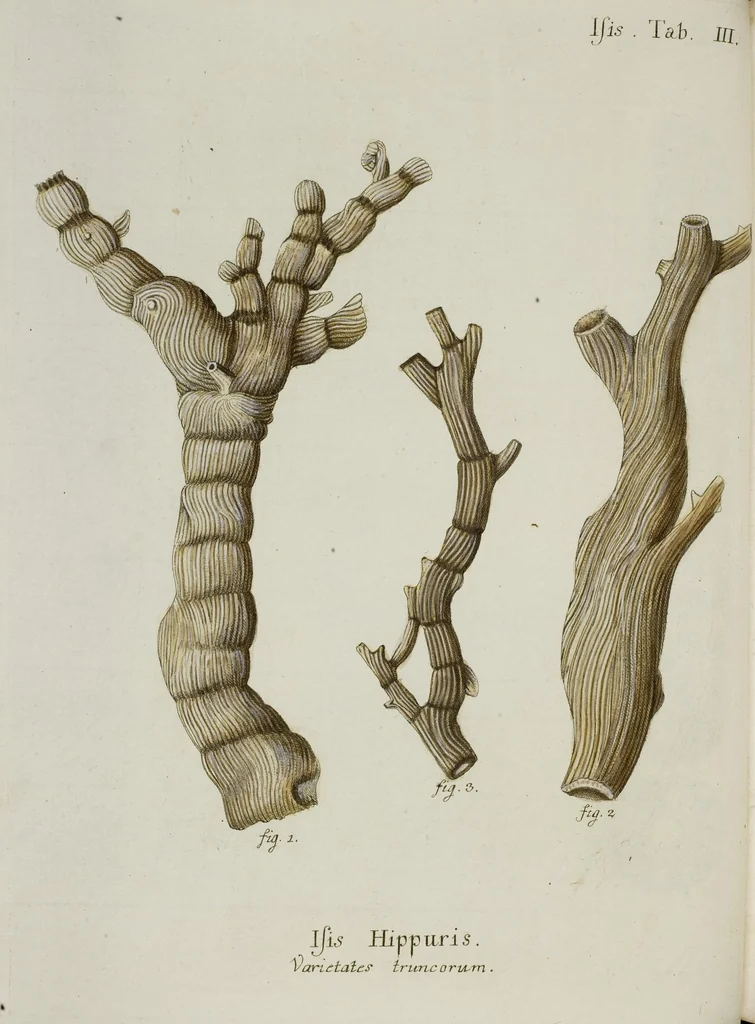 An illustration from (Band 1): mit acht und sechzig Kupfertafeln, 1791, leaf 48