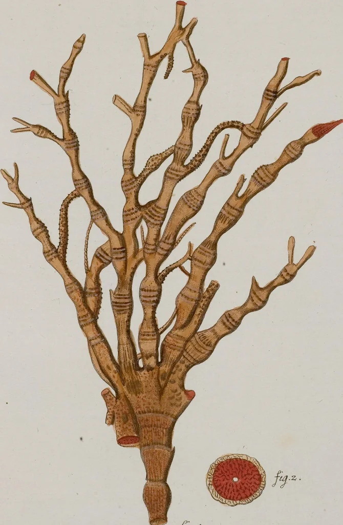 An illustration from (Band 1): mit acht und sechzig Kupfertafeln, 1791, leaf 55