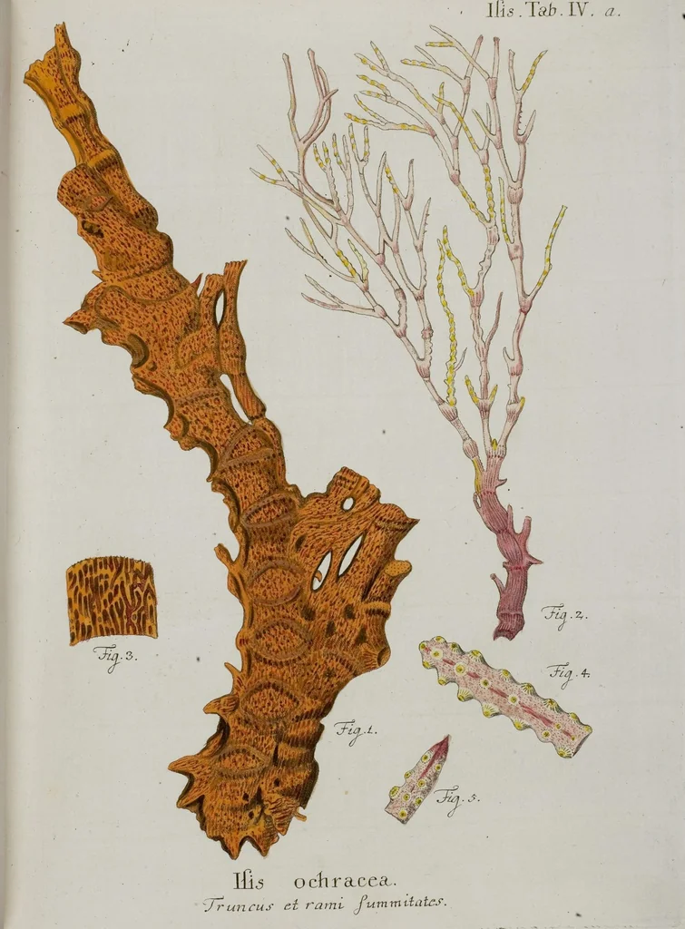 An illustration from (Band 1): mit acht und sechzig Kupfertafeln, 1791, leaf 56