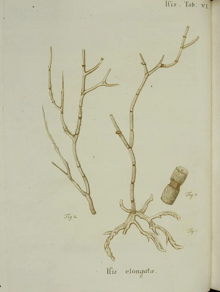 An illustration from (Band 1): mit acht und sechzig Kupfertafeln, 1791, leaf 66