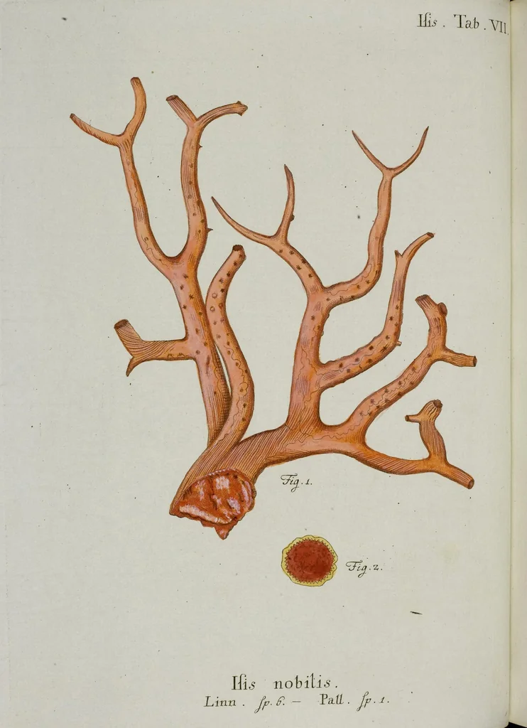 An illustration from (Band 1): mit acht und sechzig Kupfertafeln, 1791, leaf 69