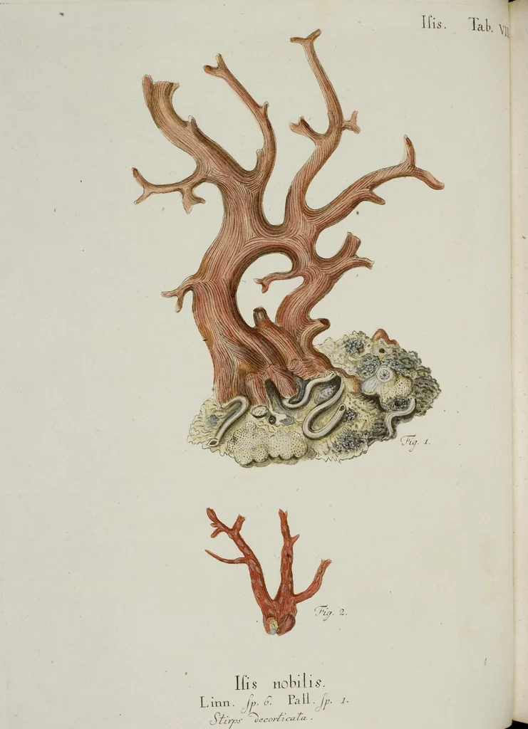 An illustration from (Band 1): mit acht und sechzig Kupfertafeln, 1791, leaf 70