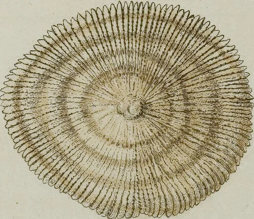An illustration from (Band 1): mit acht und sechzig Kupfertafeln, 1791, leaf 89