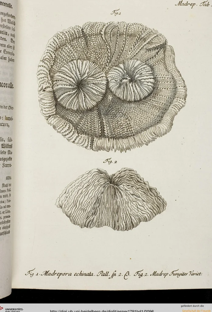 An illustration from (Band 1): mit acht und sechzig Kupfertafeln, 1791, leaf 96