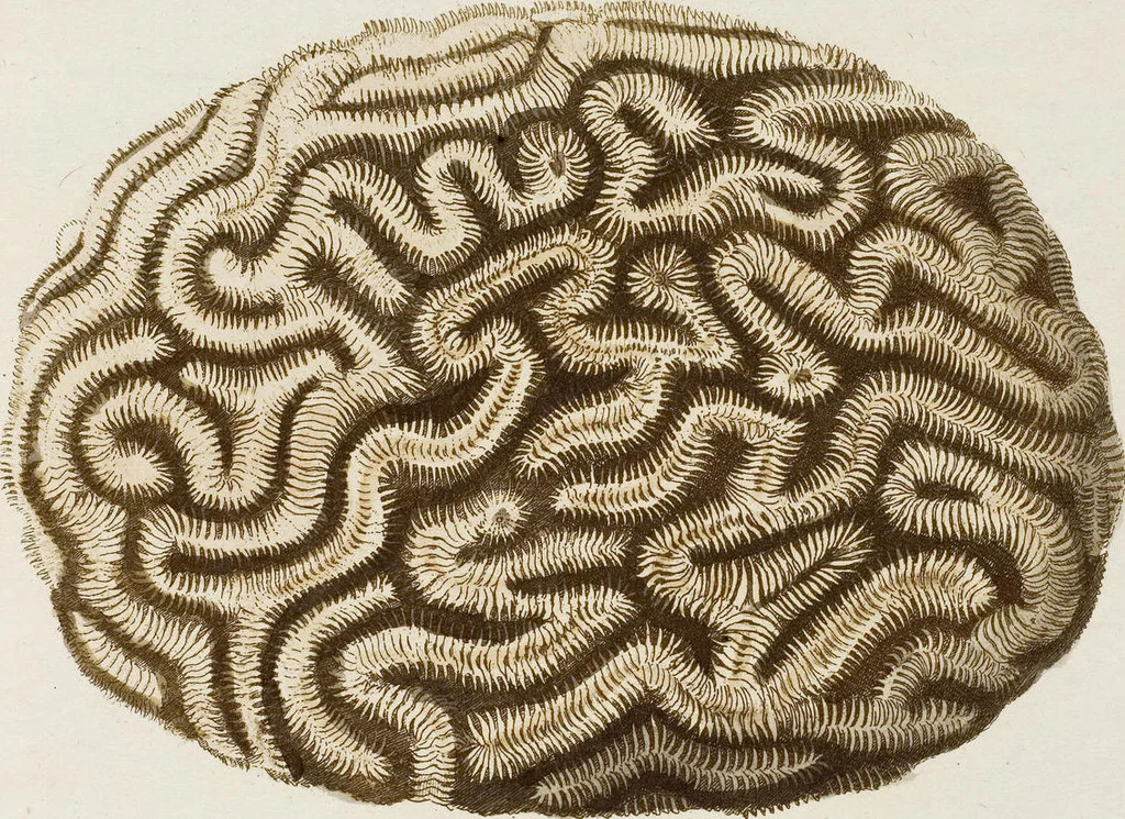 An illustration from (Band 1): mit acht und sechzig Kupfertafeln, 1791, leaf 99