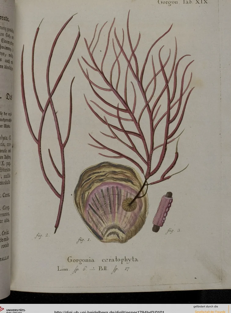 An illustration from (Band 2): Mit hundert und sechs illuminirten Kupfertafeln, 1794, leaf 101