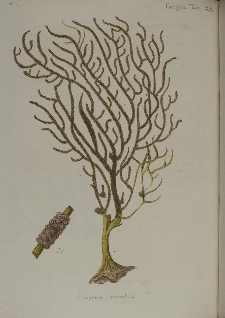 An illustration from (Band 2): Mit hundert und sechs illuminirten Kupfertafeln, 1794, leaf 106
