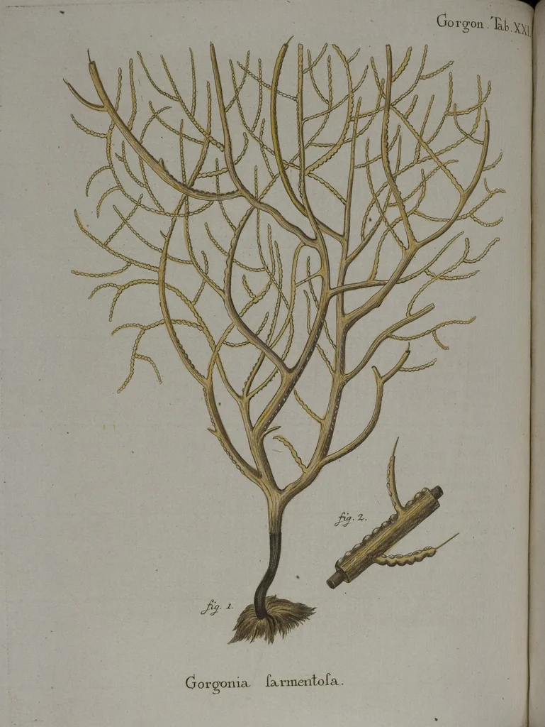 An illustration from (Band 2): Mit hundert und sechs illuminirten Kupfertafeln, 1794, leaf 109