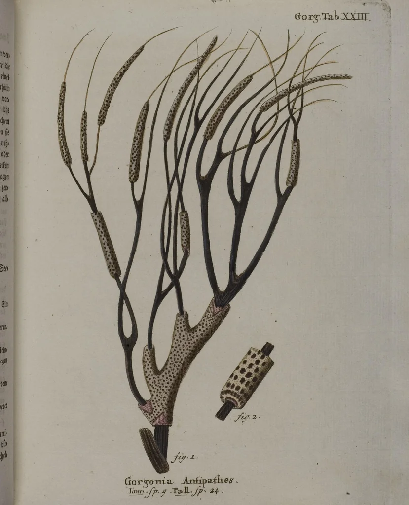 An illustration from (Band 2): Mit hundert und sechs illuminirten Kupfertafeln, 1794, leaf 117