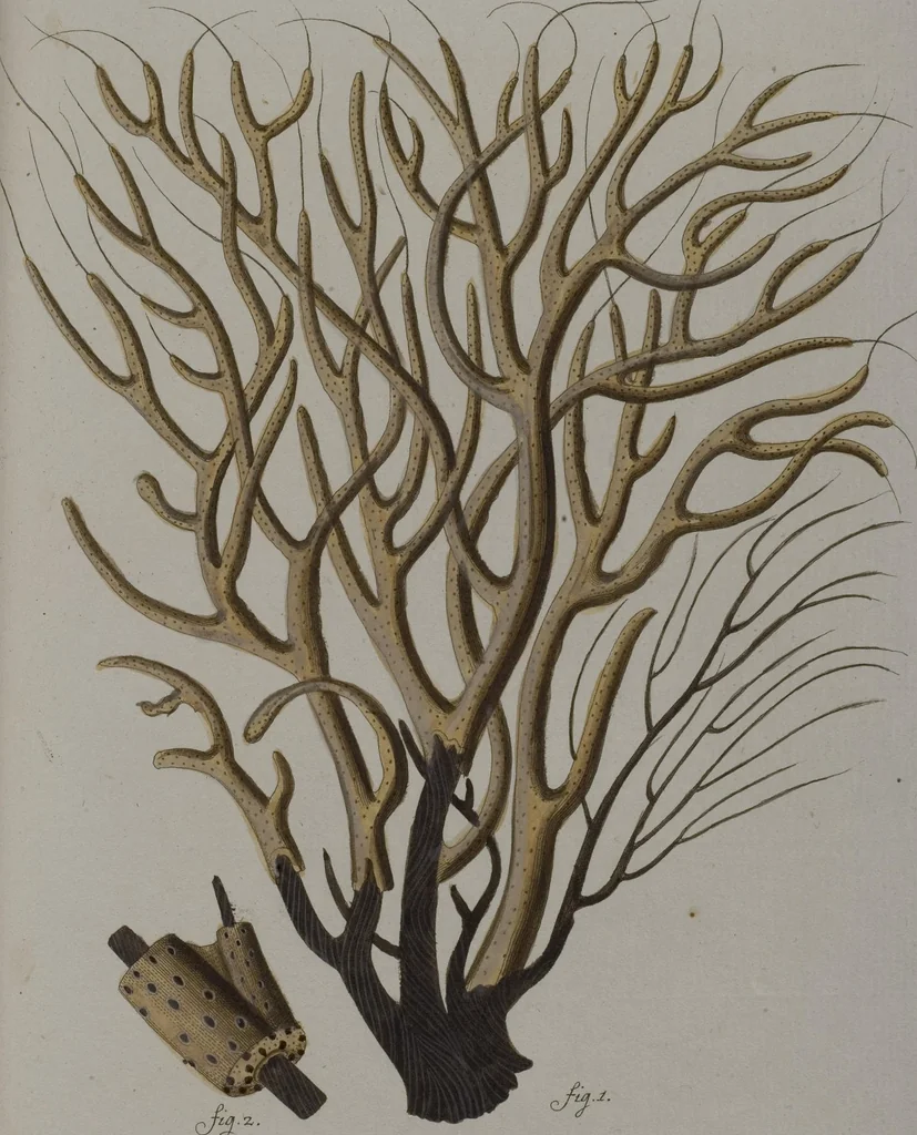 An illustration from (Band 2): Mit hundert und sechs illuminirten Kupfertafeln, 1794, leaf 120