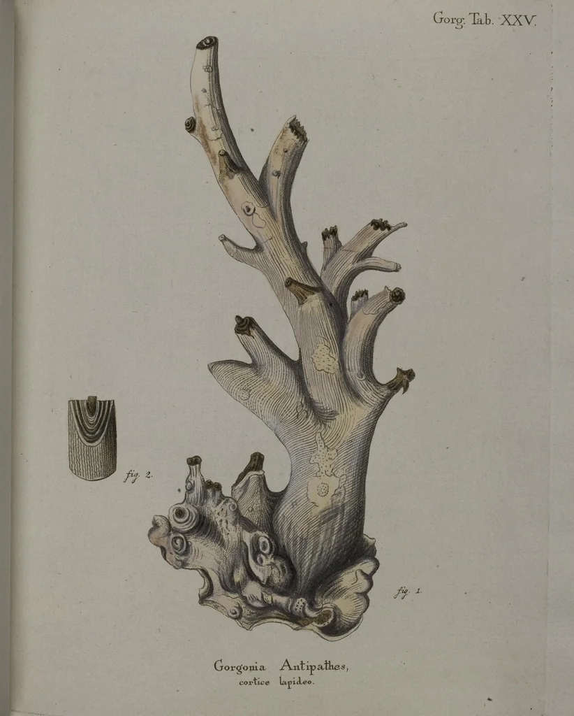 An illustration from (Band 2): Mit hundert und sechs illuminirten Kupfertafeln, 1794, leaf 121