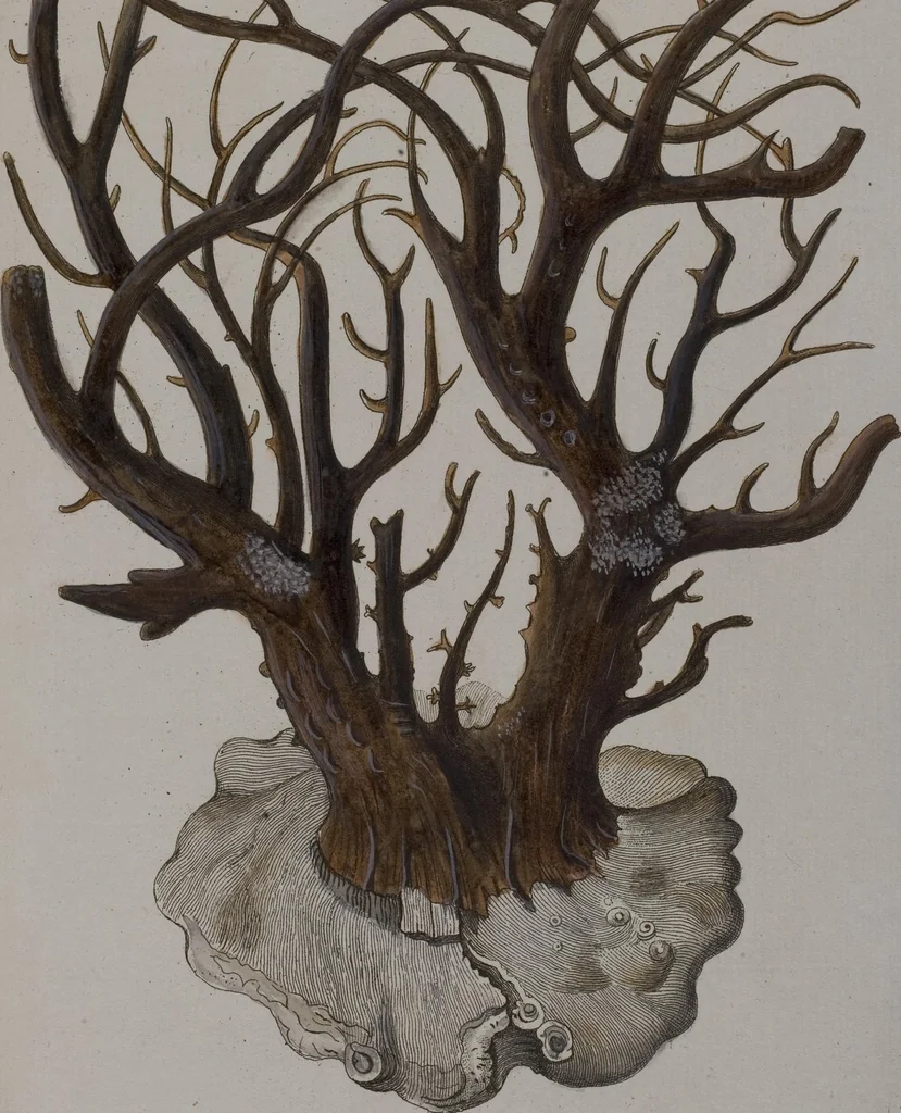 An illustration from (Band 2): Mit hundert und sechs illuminirten Kupfertafeln, 1794, leaf 123