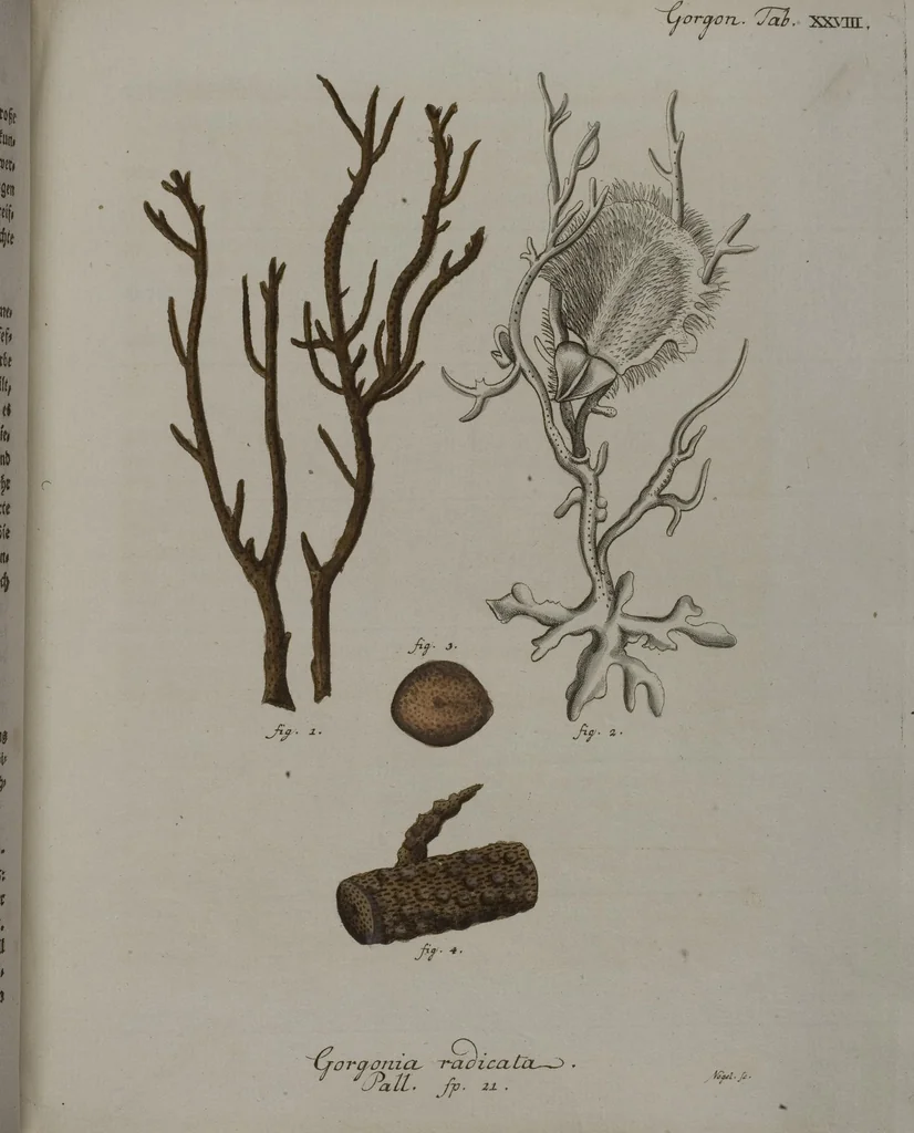 An illustration from (Band 2): Mit hundert und sechs illuminirten Kupfertafeln, 1794, leaf 132