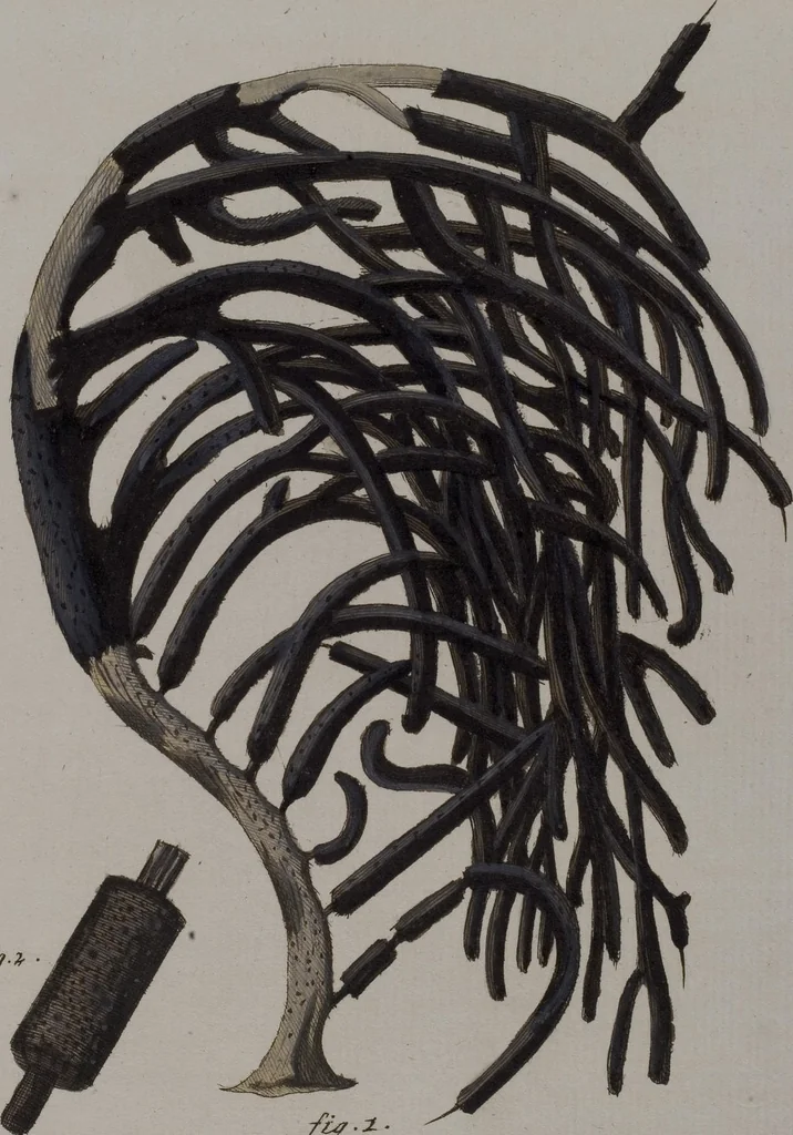 An illustration from (Band 2): Mit hundert und sechs illuminirten Kupfertafeln, 1794, leaf 137