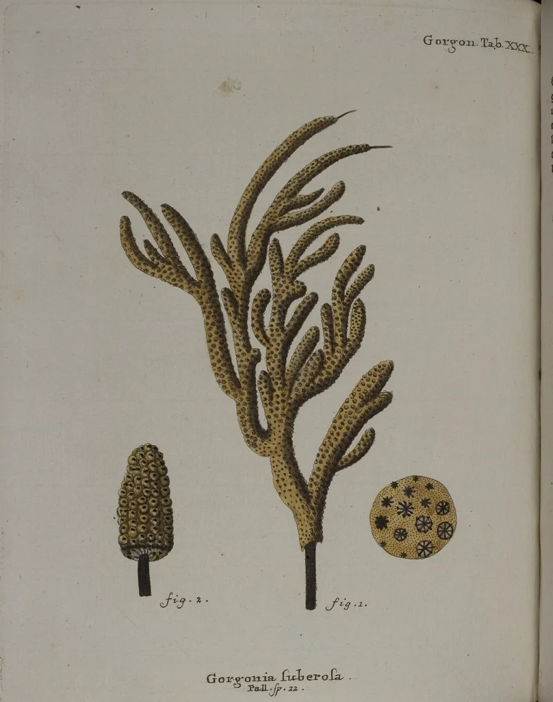 An illustration from (Band 2): Mit hundert und sechs illuminirten Kupfertafeln, 1794, leaf 138