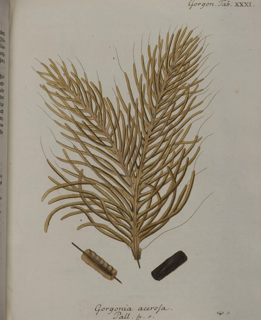 An illustration from (Band 2): Mit hundert und sechs illuminirten Kupfertafeln, 1794, leaf 141