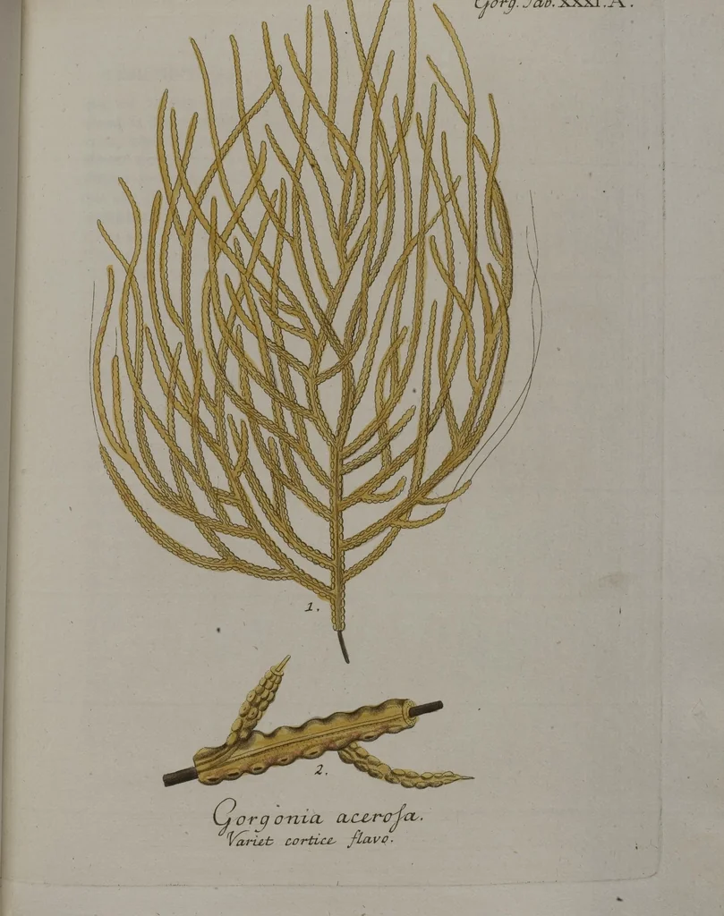 An illustration from (Band 2): Mit hundert und sechs illuminirten Kupfertafeln, 1794, leaf 142