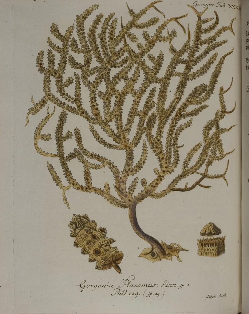 An illustration from (Band 2): Mit hundert und sechs illuminirten Kupfertafeln, 1794, leaf 150