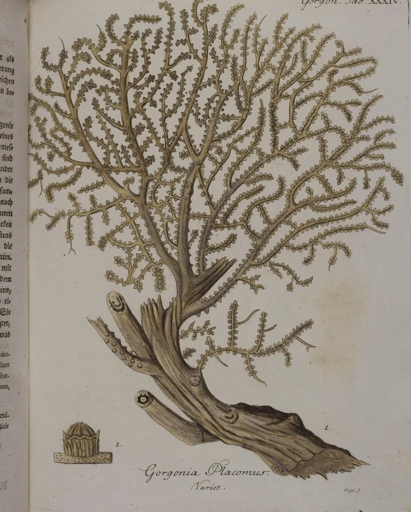 An illustration from (Band 2): Mit hundert und sechs illuminirten Kupfertafeln, 1794, leaf 161