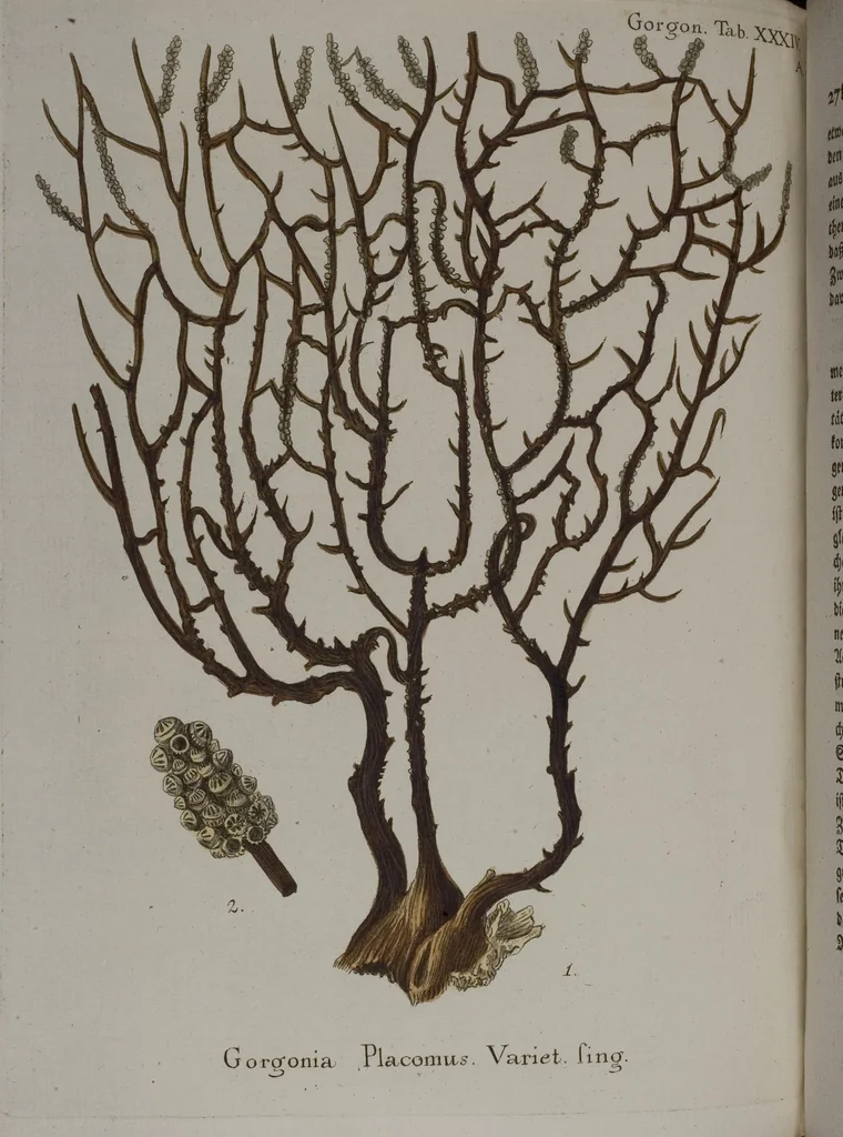 An illustration from (Band 2): Mit hundert und sechs illuminirten Kupfertafeln, 1794, leaf 162