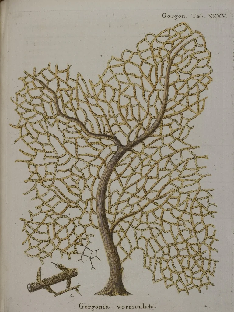 An illustration from (Band 2): Mit hundert und sechs illuminirten Kupfertafeln, 1794, leaf 165