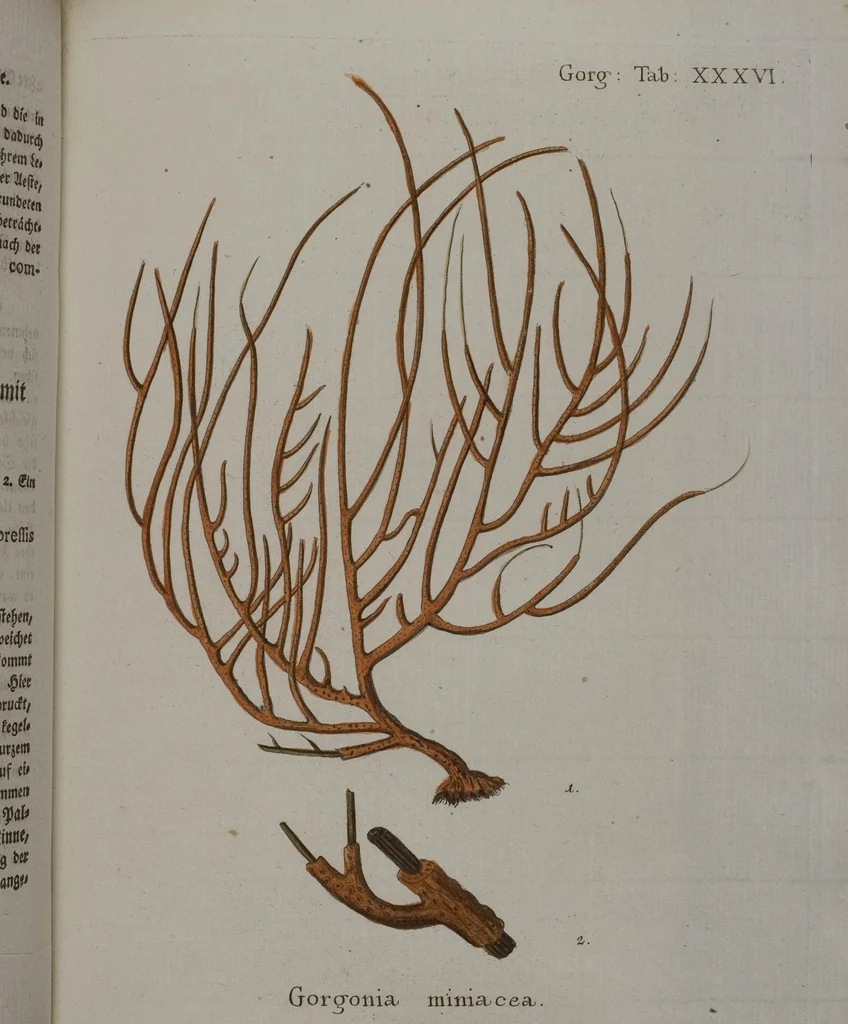 An illustration from (Band 2): Mit hundert und sechs illuminirten Kupfertafeln, 1794, leaf 168