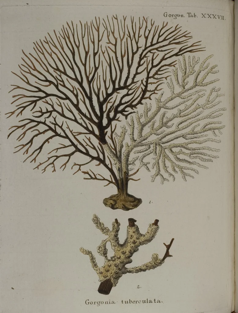An illustration from (Band 2): Mit hundert und sechs illuminirten Kupfertafeln, 1794, leaf 169