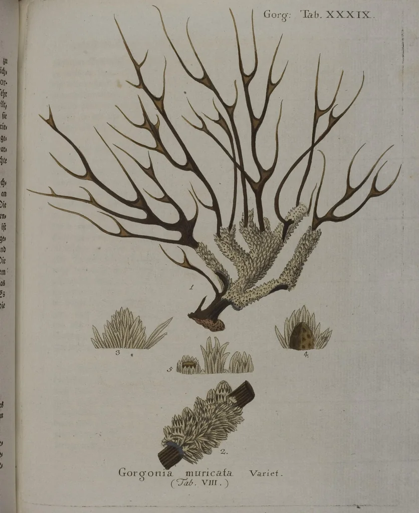 An illustration from (Band 2): Mit hundert und sechs illuminirten Kupfertafeln, 1794, leaf 175