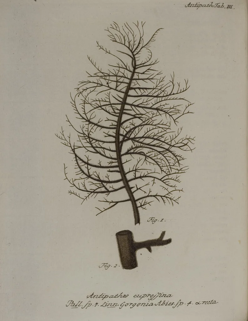 An illustration from (Band 2): Mit hundert und sechs illuminirten Kupfertafeln, 1794, leaf 190