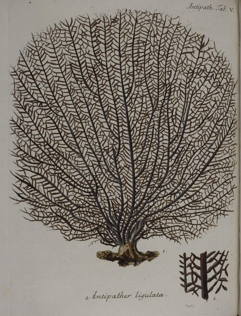 An illustration from (Band 2): Mit hundert und sechs illuminirten Kupfertafeln, 1794, leaf 198