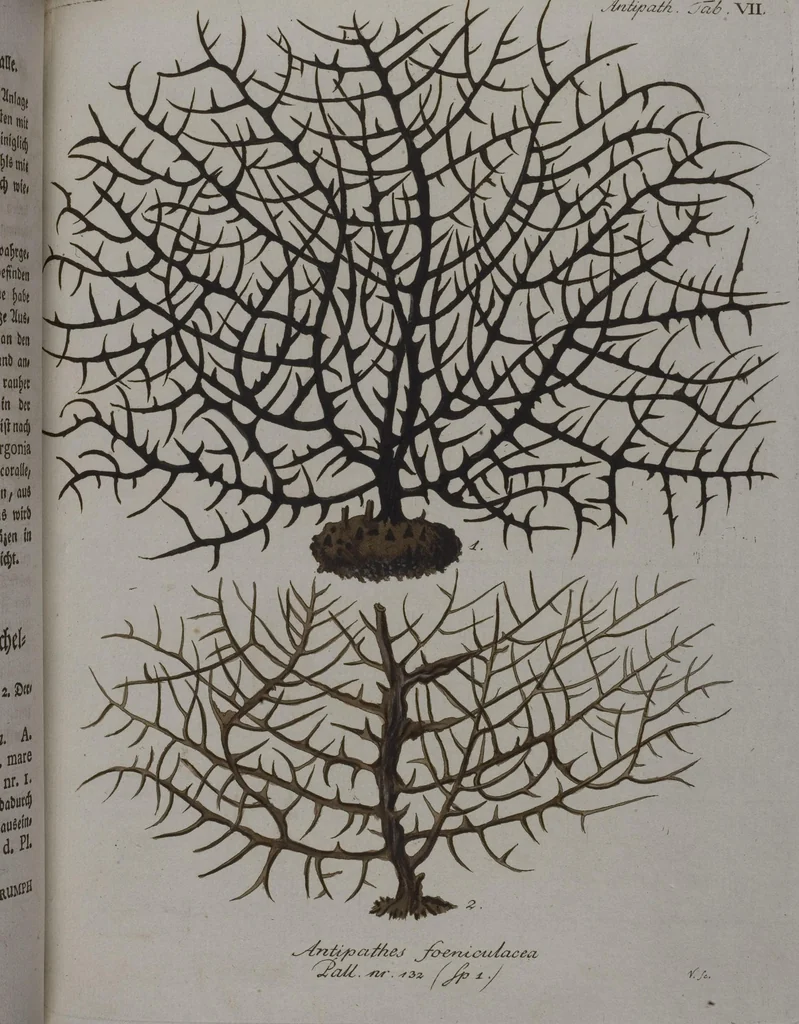 An illustration from (Band 2): Mit hundert und sechs illuminirten Kupfertafeln, 1794, leaf 204