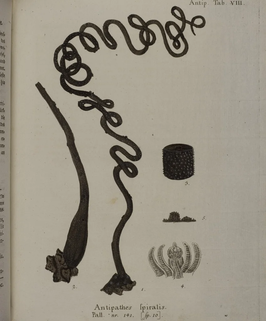 An illustration from (Band 2): Mit hundert und sechs illuminirten Kupfertafeln, 1794, leaf 207