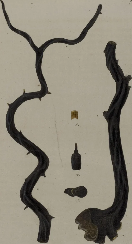 An illustration from (Band 2): Mit hundert und sechs illuminirten Kupfertafeln, 1794, leaf 214