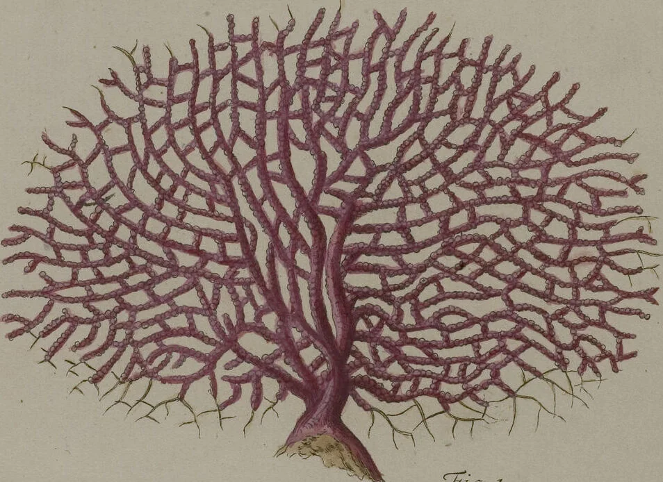 An illustration from (Band 2): Mit hundert und sechs illuminirten Kupfertafeln, 1794, leaf 23