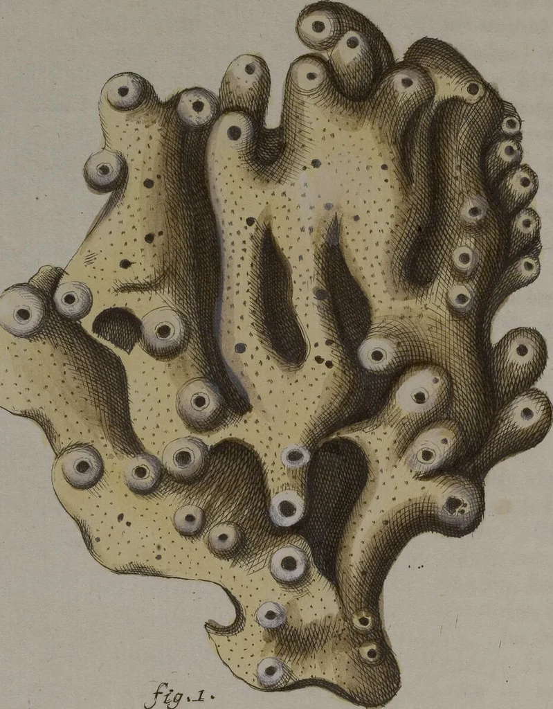 An illustration from (Band 2): Mit hundert und sechs illuminirten Kupfertafeln, 1794, leaf 238