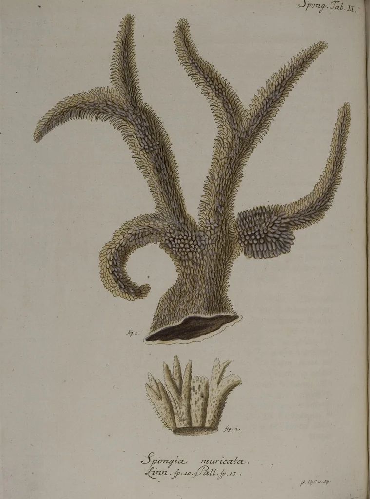 An illustration from (Band 2): Mit hundert und sechs illuminirten Kupfertafeln, 1794, leaf 241