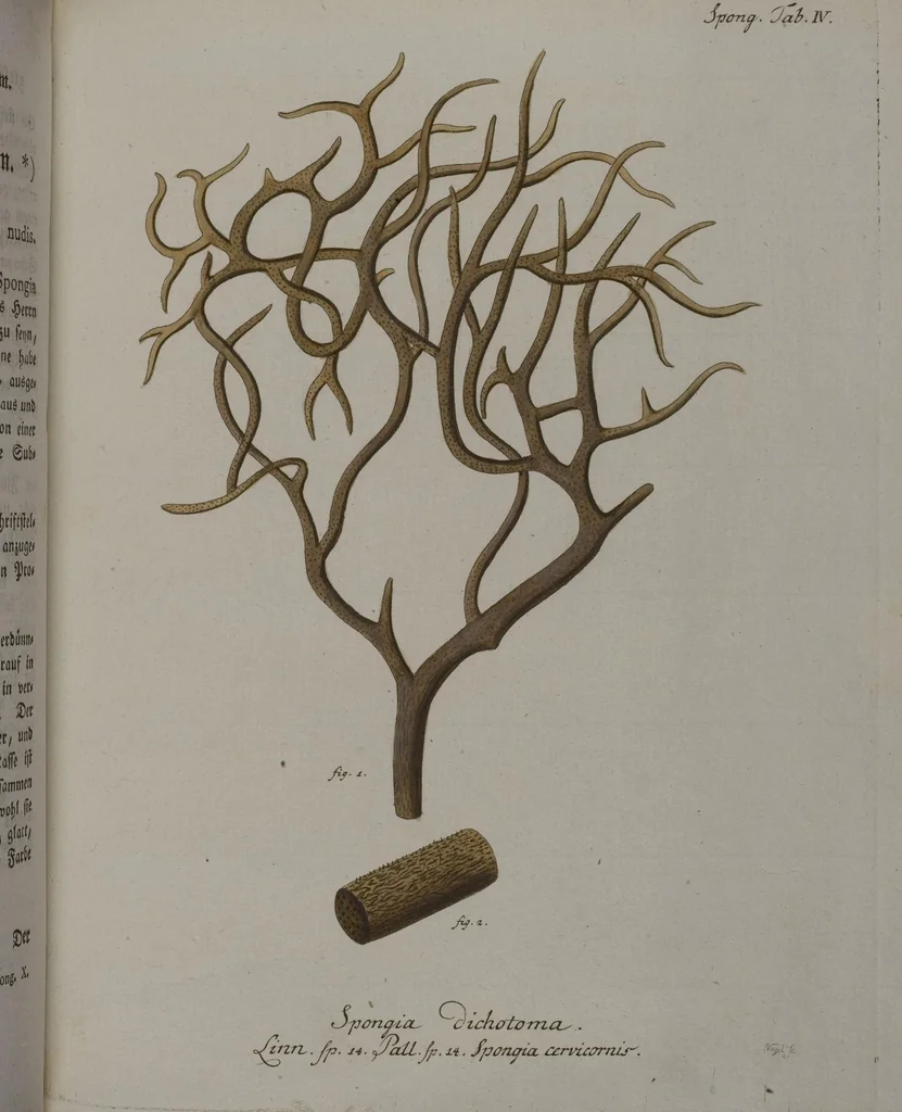 An illustration from (Band 2): Mit hundert und sechs illuminirten Kupfertafeln, 1794, leaf 246