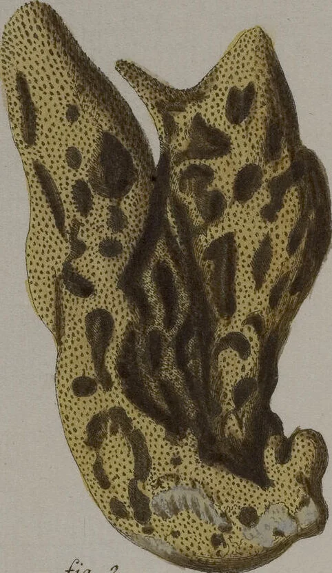 An illustration from (Band 2): Mit hundert und sechs illuminirten Kupfertafeln, 1794, leaf 247