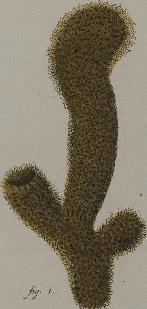 An illustration from (Band 2): Mit hundert und sechs illuminirten Kupfertafeln, 1794, leaf 250
