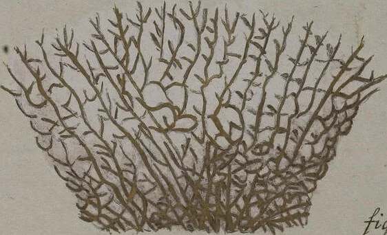 An illustration from (Band 2): Mit hundert und sechs illuminirten Kupfertafeln, 1794, leaf 250