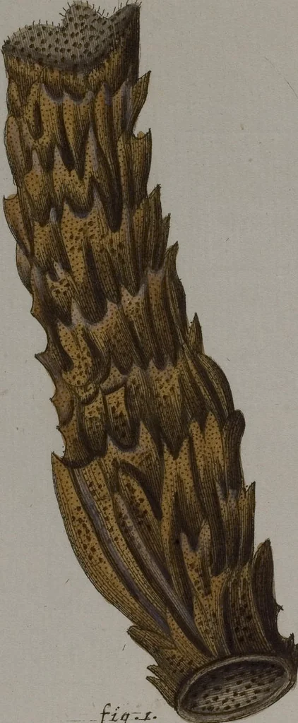 An illustration from (Band 2): Mit hundert und sechs illuminirten Kupfertafeln, 1794, leaf 253